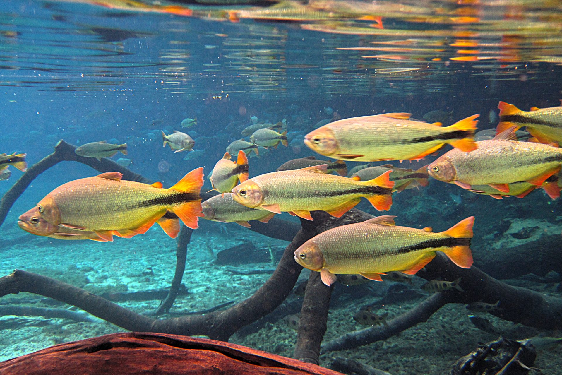 Foto: Reprodução/Secom Mato Grosso do Sul