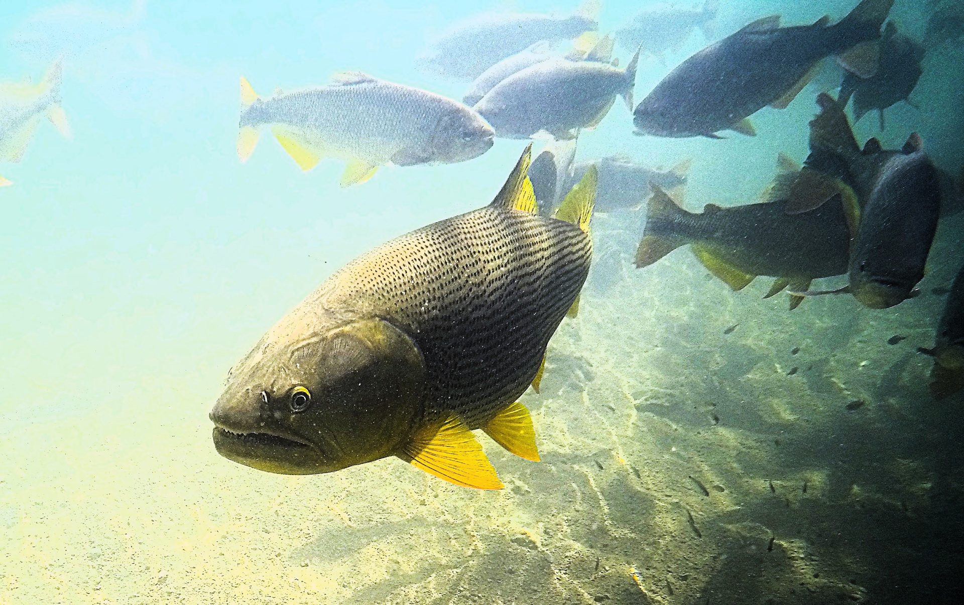 Foto: Reprodução/Secom Mato Grosso do Sul
