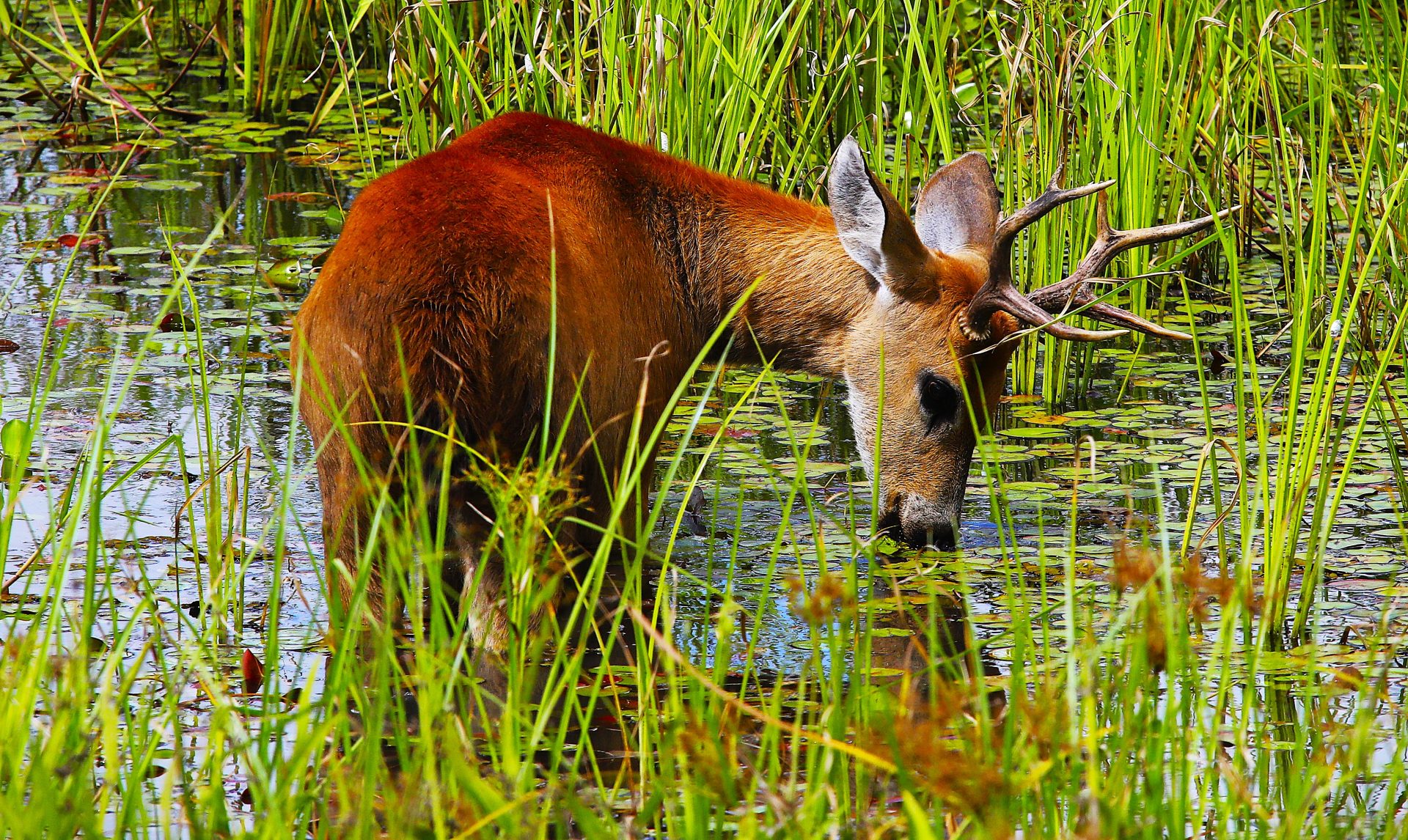 Foto: Reprodução/Secom Mato Grosso do Sul