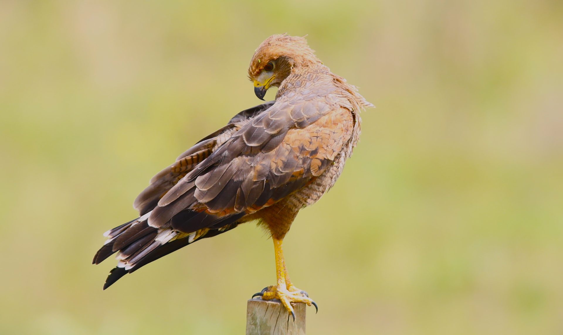 Foto: Reprodução/Secom Mato Grosso do Sul