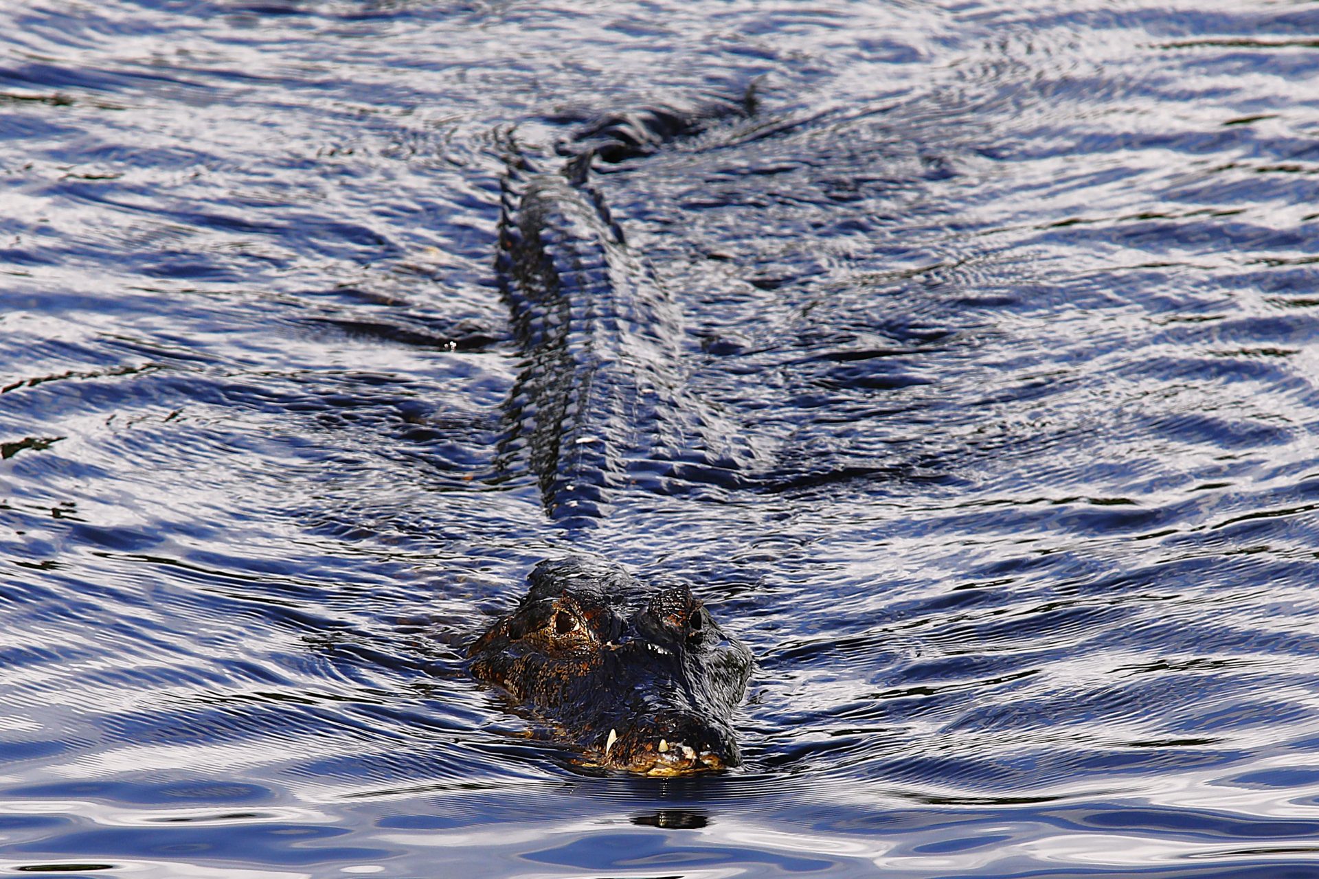 Foto: Reprodução/Secom Mato Grosso do Sul