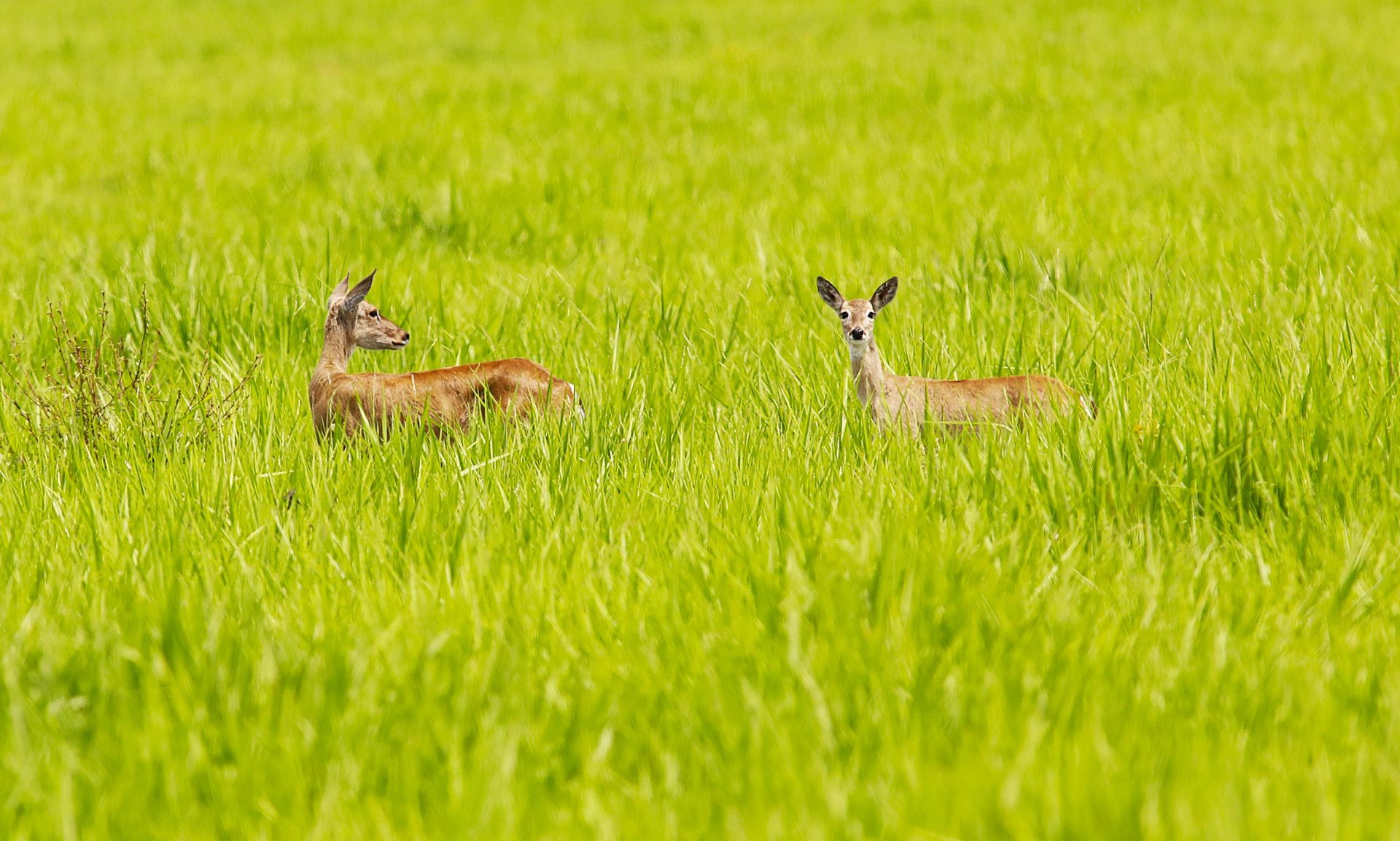 Foto: Reprodução/Secom Mato Grosso do Sul