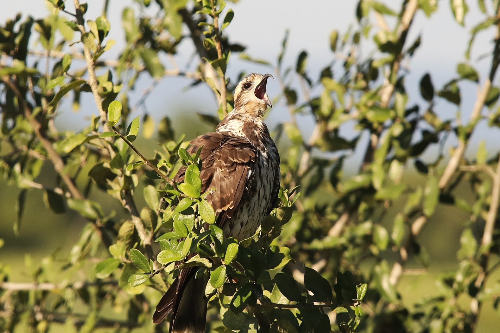 Foto: Reprodução/Secom Mato Grosso do Sul