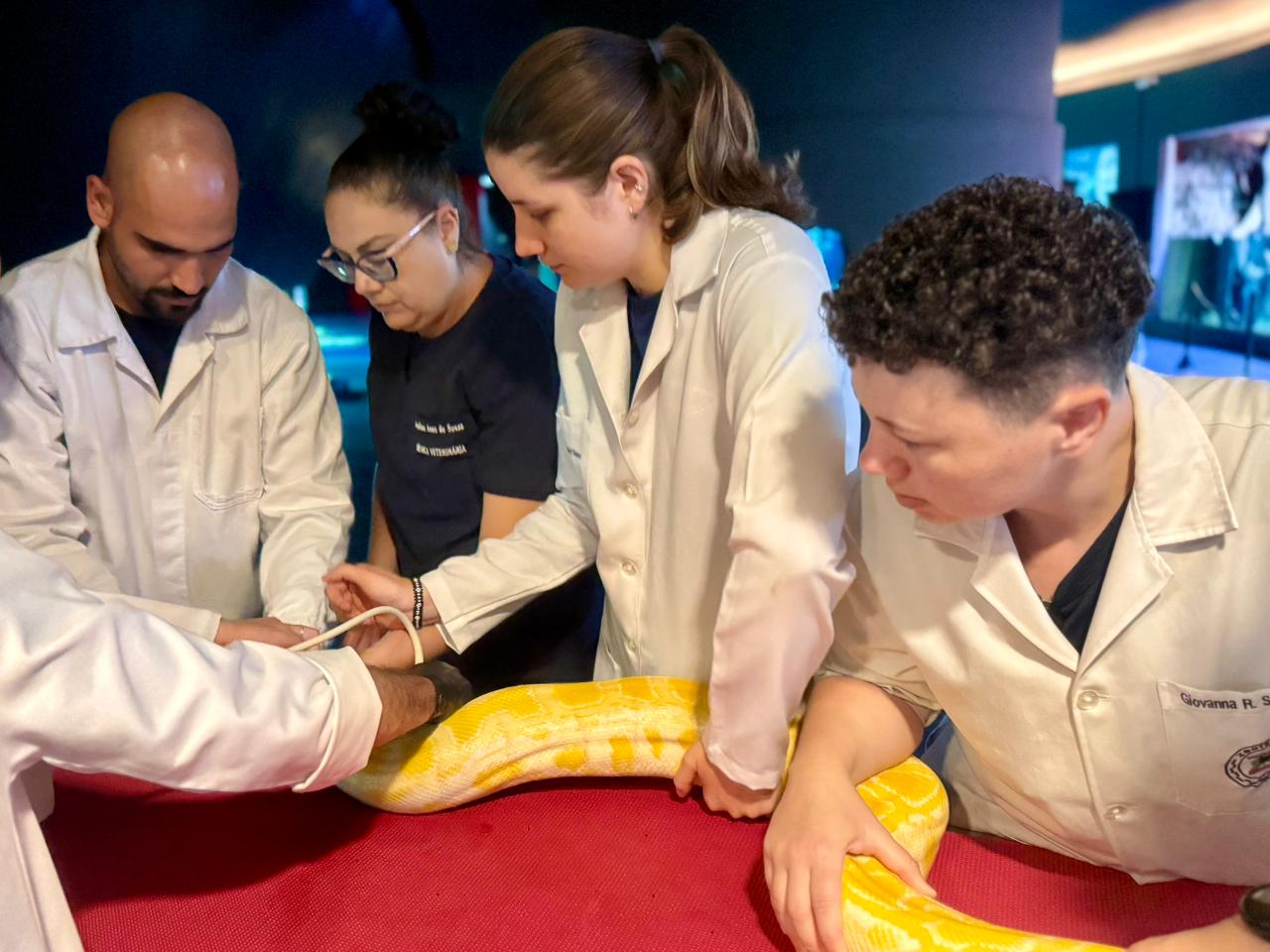 Parceria entre Bioparque Pantanal e UFMS garante cuidados preventivos em serpentes e arraias Parceria entre Bioparque Pantanal e UFMS garante cuidados preventivos em serpentes e arraias