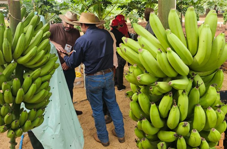 Tecnofam: o professor que plantou banana para dar errado e virou vitrine da agricultura familiar Tecnofam: o professor que plantou banana para dar errado e virou vitrine da agricultura familiar