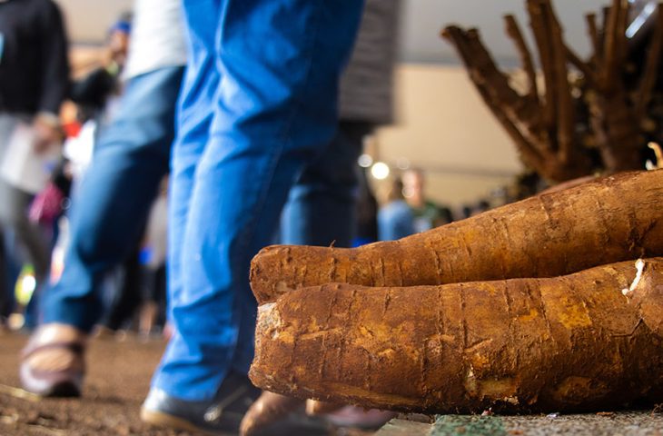 Da lavoura à agroindústria: mandioca mostra força da agricultura familiar durante oficinas na Tecnofam Da lavoura à agroindústria: mandioca mostra força da agricultura familiar durante oficinas na Tecnofam
