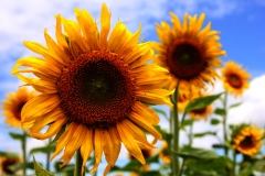 Girasol (3)