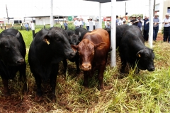 ShowTec-2018 (659)