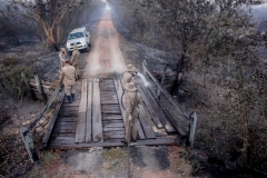 Fogo no Pantanal-Foto-Chico Ribeiro (166)