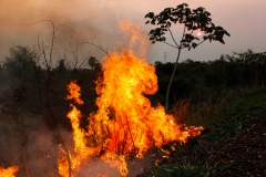 Fogo Pantanal-BR 262-Foto-Chico Ribeiro (163)