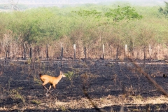 Pantanal-fogo-Foto-Chico Ribeiro (10)