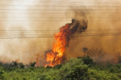 Pantanal-fogo-Foto-Chico Ribeiro (15)