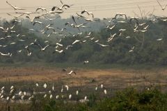 Pantanal-fogo-Foto-Chico Ribeiro (17)