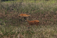 Pantanal-fogo-Foto-Chico Ribeiro (19)