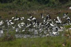 Pantanal-fogo-Foto-Chico Ribeiro (21)