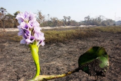 Pantanal-fogo-Foto-Chico Ribeiro (7)