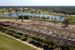 Leilão Novo Horizonte no Pantanal - Foto Edemir Rodrigues