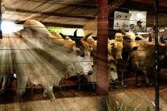 Leilão Novo Horizonte no Pantanal - Foto Edemir Rodrigues (24)