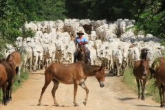 Cheia no Panatanal - Foto Edemir Rodrigues (102)