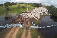 Cheia no Panatanal - Foto Edemir Rodrigues (103)