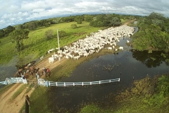 Cheia no Panatanal - Foto Edemir Rodrigues (104)