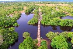 Retirada de bovinos da cheia do Pantanal - Foto Edemir Rodrigues