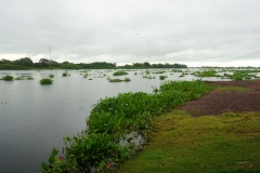 Retirada de bovinos da cheia do Pantanal - Foto Edemir Rodrigues