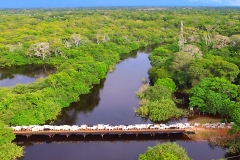 Retirada de bovinos da cheia do Pantanal - Foto Edemir Rodrigues