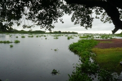 Retirada de bovinos da cheia do Pantanal - Foto Edemir Rodrigues)