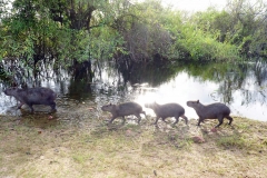 Retirada de bovinos da cheia do Pantanal - Foto Edemir Rodrigues