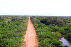 Retirada de bovinos da cheia do Pantanal - Foto Edemir Rodrigues