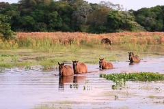 Retirada de bovinos da cheia do Pantanal - Foto Edemir Rodrigues