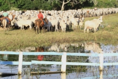 Cheia no Panatanal - Foto Edemir Rodrigues (34)