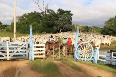 Cheia no Panatanal - Foto Edemir Rodrigues (42)