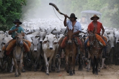 Cheia no Panatanal - Foto Edemir Rodrigues (72)