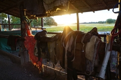 Retirada de bovinos da cheia do Pantanal - Foto Edemir Rodrigues