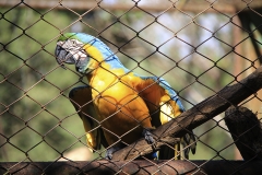 Trilha no Parque Estadual do Prosa - Foto Edemir Rodrigues (13)