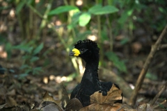 Trilha no Parque Estadual do Prosa - Foto Edemir Rodrigues (6)